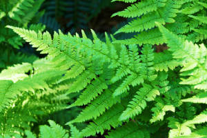 webassets/Ferns.jpg